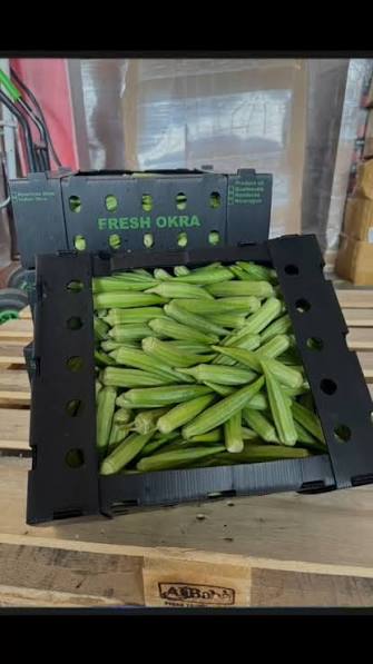 Original reference photo of whole green okra in a black Fresh Okra box