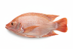 Red Tilapia - Clean Look